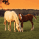 Galop 0