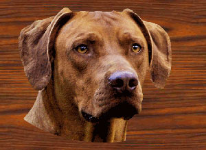 le forum francophone du rhodesian-ridgeback Index du Forum