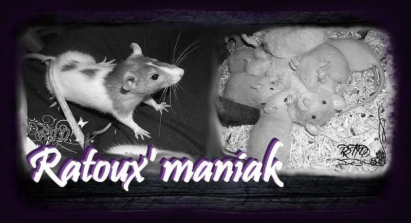 Ratoux'maniak Forum Index