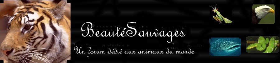 beautésauvages Forum Index