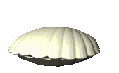 http://img5.xooimage.com/files/1/f/3/coquillages011-129b91.gif