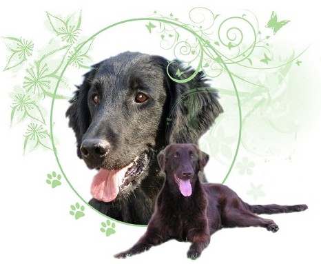 Le forum du Flat Coated retriever ou Retriever à poil plat Forum Index