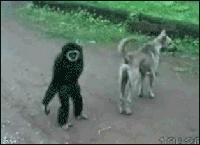 b0ya