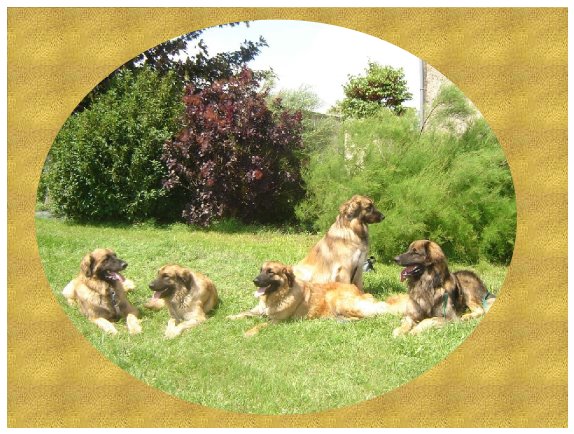 SOS LEONBERG Forum Index