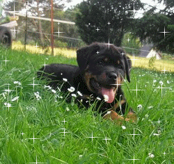 Rottweiler57 Forum Index