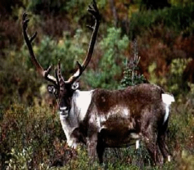 Caribou_for_ever Forum Index