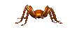 lycose