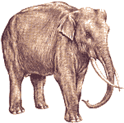 Une Collection D'éléphants Forum Index