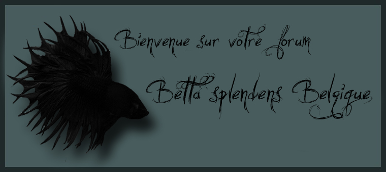 Betta Splendens Belgique Forum Index