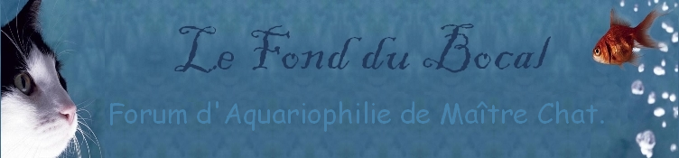 Maître Chat et les poissons Forum Index