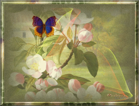 Les amis de Sophie Forum Index
