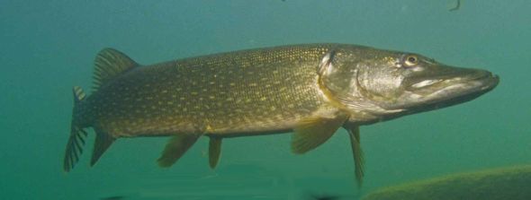Brochet