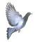 :pigeon: